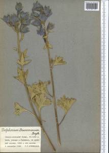 Delphinium brunonianum Royle, Middle Asia, Pamir & Pamiro-Alai (M2) (Tajikistan)