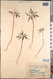 Anemone reflexa Steph. & Willd., Siberia, Baikal & Transbaikal region (S4) (Russia)
