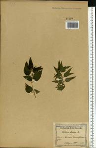 Urtica dioica L., Eastern Europe, South Ukrainian region (E12) (Ukraine)