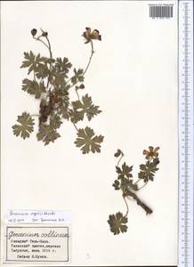 Geranium saxatile Kar. & Kir., Middle Asia, Western Tian Shan & Karatau (M3)