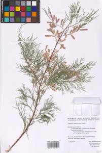 Tamarix ramosissima Ledeb., Eastern Europe, Central forest-and-steppe region (E6) (Russia)