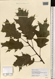 Quercus rubra L., Eastern Europe, North-Western region (E2) (Russia)