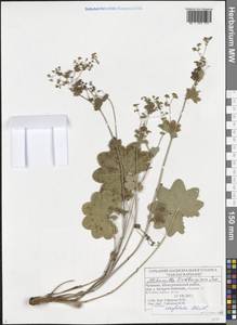 Alchemilla conglobata H. Lindb., Eastern Europe, Middle Volga region (E8) (Russia)