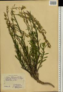 Silene tatarica (L.) Pers., Eastern Europe, Central region (E4) (Russia)