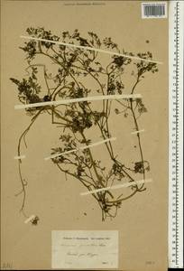 Fumaria parviflora Lam., South Asia, South Asia (Asia outside ex-Soviet states and Mongolia) (ASIA) (Syria)