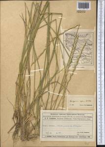 Elymus repens (L.) Gould, Middle Asia, Muyunkumy, Balkhash & Betpak-Dala (M9) (Kazakhstan)