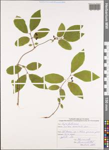 Lonicera caucasica subsp. orientalis (Lam.) D. F. Chamb. & Long, Caucasus, North Ossetia, Ingushetia & Chechnya (K1c) (Russia)