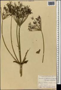 Heracleum ponticum (Lipsky) Schischk. ex Grossh., Caucasus, Georgia (K4) (Georgia)