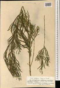 Salix gordejevii Y.L. Chang & Skvortsov, Mongolia (MONG) (Mongolia)