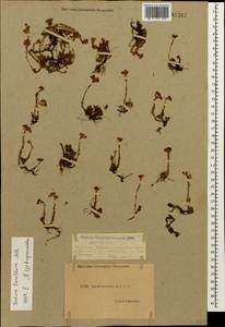 Sedum tenellum M. Bieb., Caucasus, Dagestan (K2) (Russia)