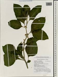 Withania somnifera, South Asia, South Asia (Asia outside ex-Soviet states and Mongolia) (ASIA) (Israel)