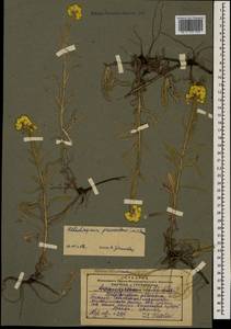 Helichrysum graveolens (M. Bieb.) Sw., Caucasus, Georgia (K4) (Georgia)
