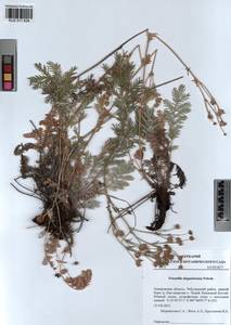 Potentilla sericea L., Siberia, Altai & Sayany Mountains (S2) (Russia)