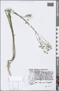 Linum austriacum L., Eastern Europe, Volga-Kama region (E7) (Russia)