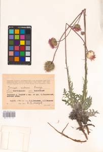 Jurinea cretacea Bunge, Eastern Europe, Lower Volga region (E9) (Russia)