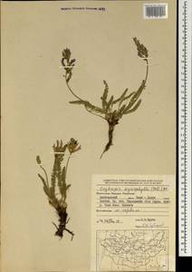 Oxytropis myriophylla (Pall.)DC., Mongolia (MONG) (Mongolia)