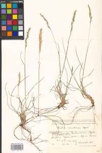 Festuca makutrensis Zapal., Eastern Europe, Moscow region (E4a) (Russia)