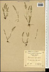 Catapodium rigidum (L.) C.E.Hubb., Caucasus, Black Sea Shore (from Novorossiysk to Adler) (K3) (Russia)