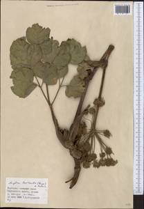 Angelica brevicaulis (Rupr.) B. Fedtsch., Middle Asia, Northern & Central Tian Shan (M4) (Kyrgyzstan)