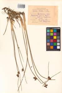 Juncus haenkei E. Mey., Siberia, Russian Far East (S6) (Russia)