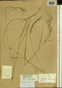 Elymus gmelinii (Trin.) Tzvelev, Siberia, Baikal & Transbaikal region (S4) (Russia)