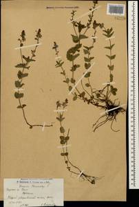 Veronica chamaedrys L., Caucasus, Armenia (K5) (Armenia)