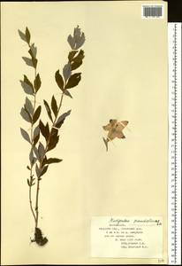 Platycodon grandiflorus (Jacq.) A.DC., Siberia, Russian Far East (S6) (Russia)