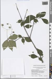 Euonymus sachalinensis (F. Schmidt) Maxim., Siberia, Russian Far East (S6) (Russia)