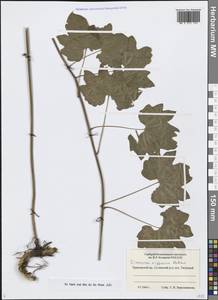 Dioscorea nipponica Makino, Siberia, Russian Far East (S6) (Russia)
