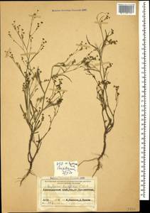 Bupleurum brachiatum C. Koch ex Boiss., Caucasus, Krasnodar Krai & Adygea (K1a) (Russia)