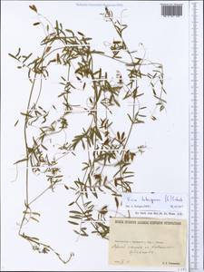 Vicia tetrasperma (L.)Schreb., Eastern Europe, North Ukrainian region (E11) (Ukraine)