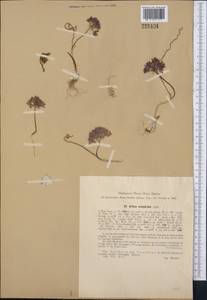 Allium oreophilum C.A.Mey., Middle Asia, Western Tian Shan & Karatau (M3) (Uzbekistan)