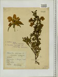 Dasiphora fruticosa (L.) Rydb., Siberia, Altai & Sayany Mountains (S2) (Russia)