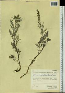 Artemisia leucophylla (Turcz. ex Besser) C. B. Clarke, Siberia, Chukotka & Kamchatka (S7) (Russia)