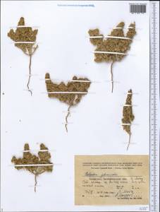 Halogeton glomeratus (Stephan ex M. Bieb.) C. A. Mey., Middle Asia, Caspian Ustyurt & Northern Aralia (M8) (Kazakhstan)