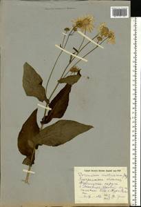Doronicum carpaticum (Griseb. & Schenk) Nyman, Eastern Europe, West Ukrainian region (E13) (Ukraine)