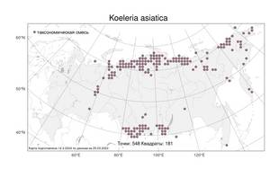 Koeleria asiatica Domin, Atlas of the Russian Flora (FLORUS) (Russia)