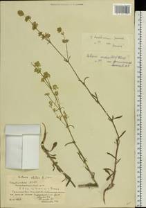 Silene baschkirorum Janisch., Eastern Europe, Eastern region (E10) (Russia)