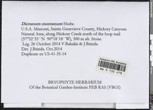 Orthodicranum montanum (Hedw.) Loeske, Bryophytes, Bryophytes - America (BAm) (United States)