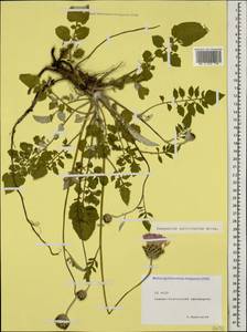 Psephellus salviifolius Boiss., Caucasus, North Ossetia, Ingushetia & Chechnya (K1c) (Russia)