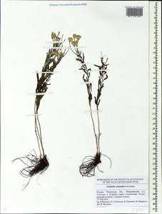 Galatella crinitoides Novopokr., Eastern Europe, Middle Volga region (E8) (Russia)