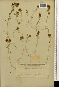 Trifolium campestre Schreb., Caucasus, Azerbaijan (K6) (Azerbaijan)