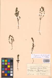 Euphrasia stricta J.P.Wolff ex J.F.Lehm., Eastern Europe, Moscow region (E4a) (Russia)
