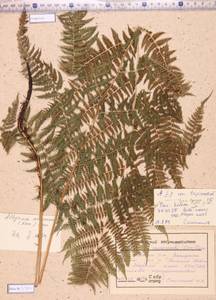 Athyrium monomachii (Kom.) Kom., Siberia, Altai & Sayany Mountains (S2) (Russia)