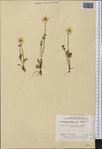 Parnassia palustris L., America (AMER) (Canada)