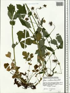Geum × intermedium Ehrh., Eastern Europe, Moscow region (E4a) (Russia)