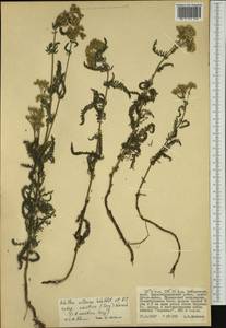 Achillea asiatica Serg., Siberia, Russian Far East (S6) (Russia)