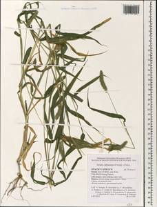 Setaria verticillata (L.) P.Beauv., South Asia, South Asia (Asia outside ex-Soviet states and Mongolia) (ASIA) (Israel)