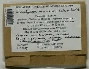 Encalypta microstoma Bals.-Criv. & De Not., Bryophytes, Bryophytes - North Caucasus & Ciscaucasia (B12) (Russia)