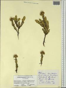 Ozothamnus leptophyllus (G. Forst.) Breitw. & J. M. Ward, Australia & Oceania (AUSTR) (New Zealand)